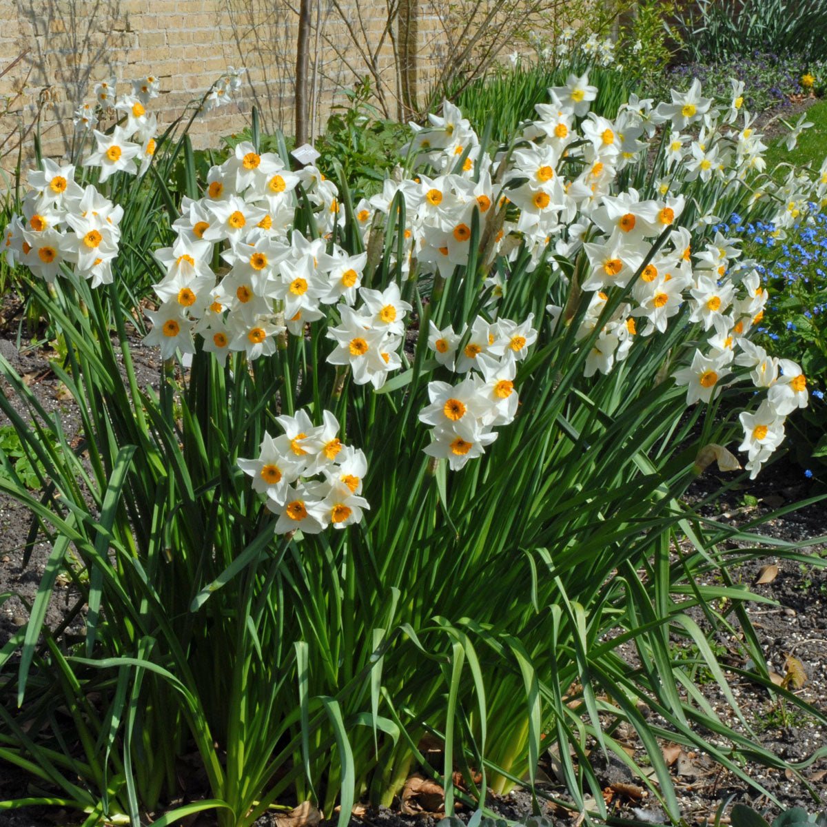 Early Splendour - wit-oranje Tazetta narcis - Fluwel