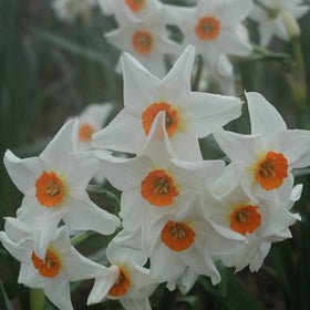 Early Splendour - wit-oranje Tazetta narcis - Fluwel