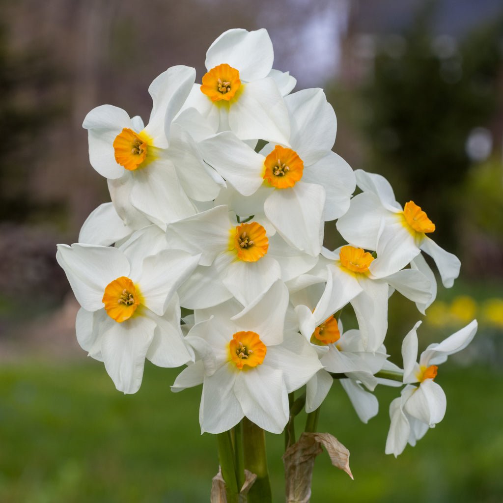 Early Splendour - wit-oranje Tazetta narcis - Fluwel