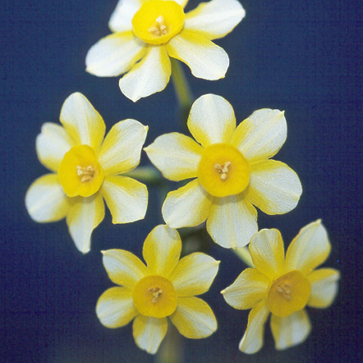 Edged in Gold - Special Narcissus - Fluwel