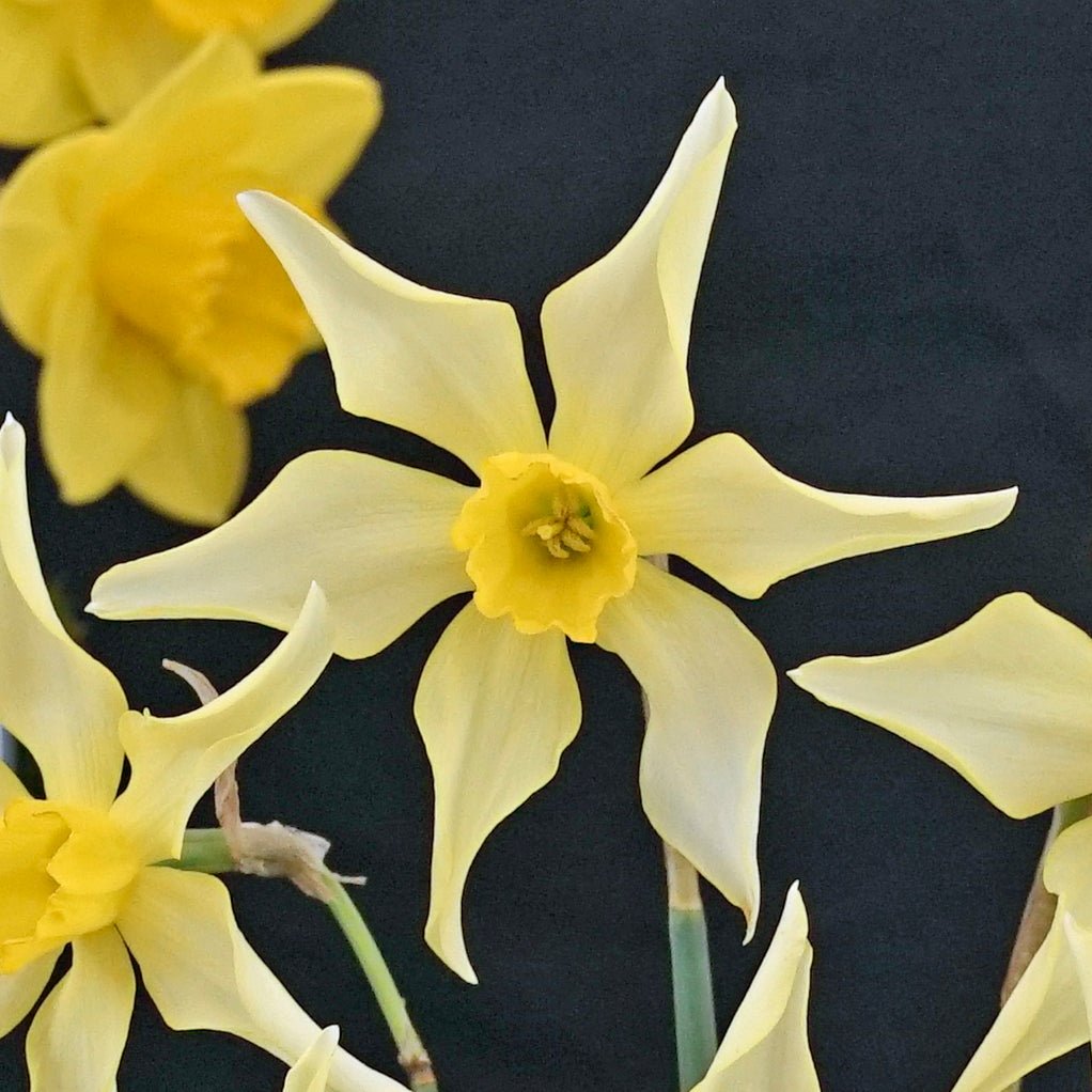 Elegance - Special Narcissus - Fluwel