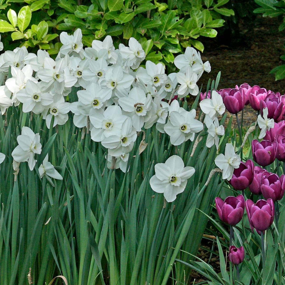 Emerald Green - Narcissus - Fluwel