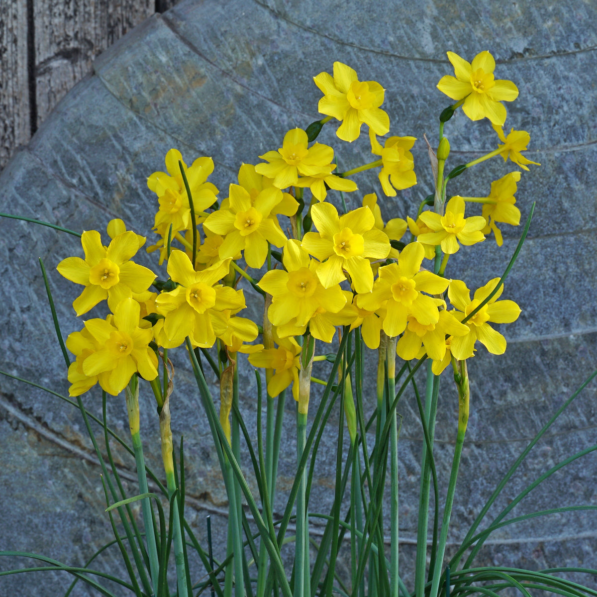 English Garden - Special Narcissus - Fluwel