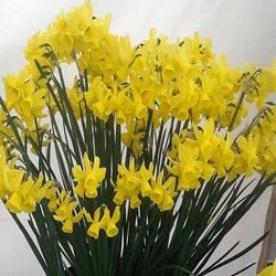 Eric's Choice - gele Triandrus narcis - Fluwel