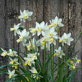 Espresso - Special Narcissus - Fluwel