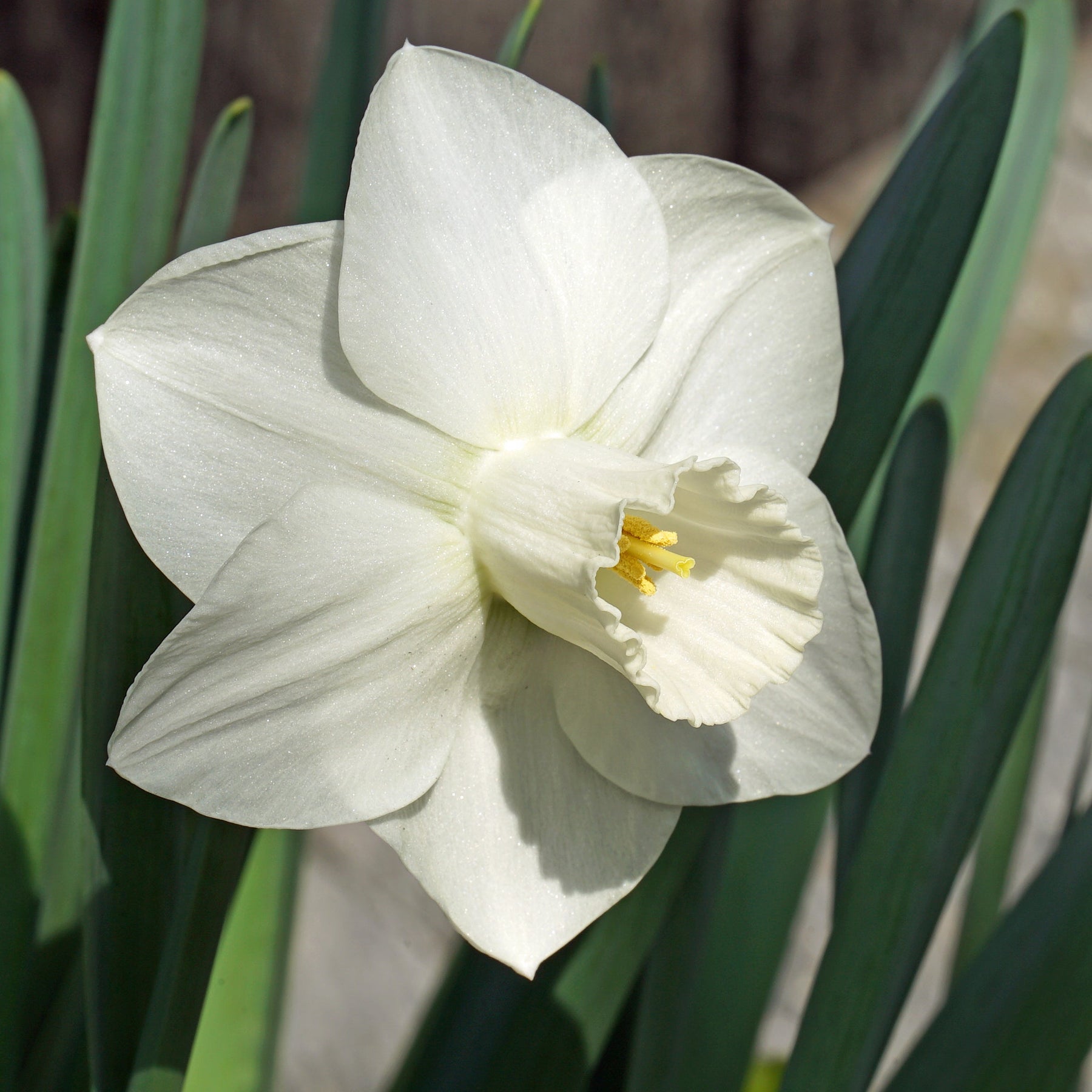 Eve Robertson - Special Narcissus - Fluwel