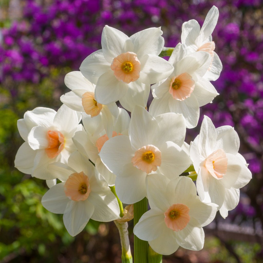 Fencourt Jewel - Tazetta narcis - Fluwel