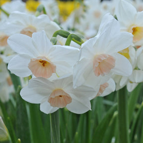 Fencourt Jewel - Special Narcissus - Fluwel