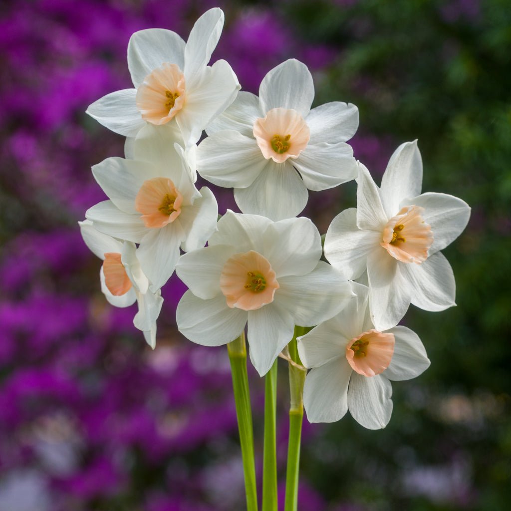 Fencourt Jewel - Tazetta narcis - Fluwel