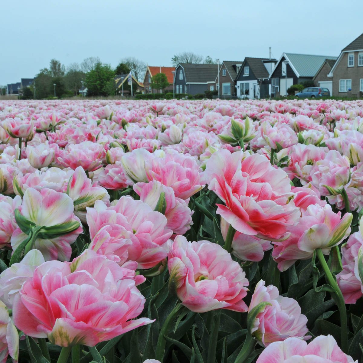 Finola - Tulips - Fluwel