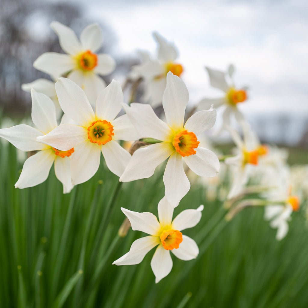 Firebrand - meerkleurige Small-cupped narcis - Fluwel