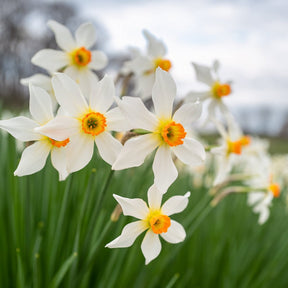 Firebrand - Special Narcissus - Fluwel