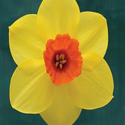 Firebright - Special Narcissus - Fluwel