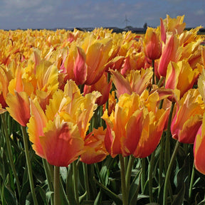 Flaming Memory - Tulips - Fluwel