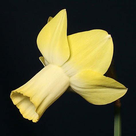 Flight Path - Special Narcissus - Fluwel