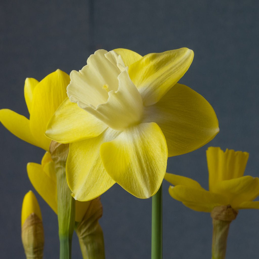 Flor d' Luna - geel-witte Large-cupped narcis - Fluwel