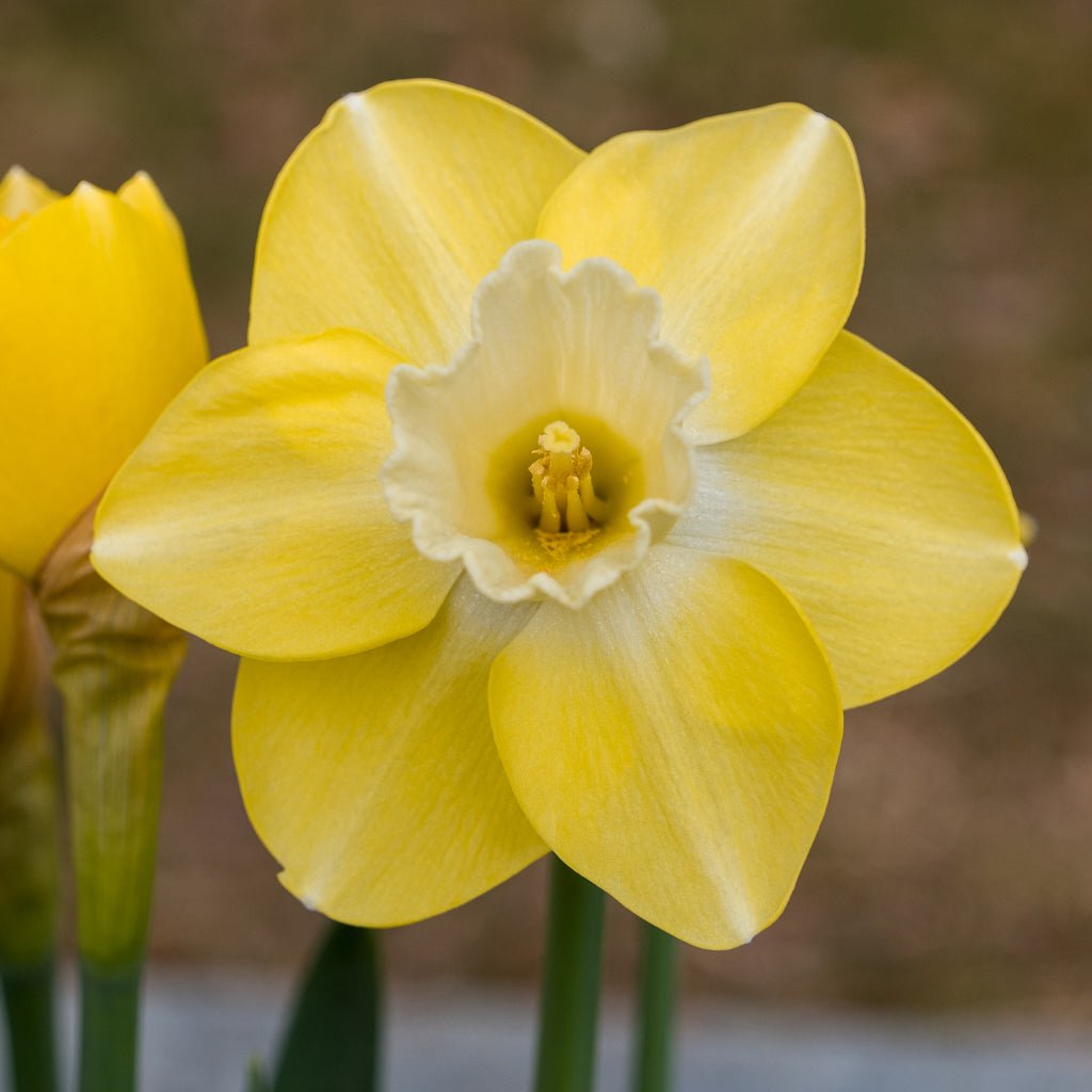 Flor d' Luna - geel-witte Large-cupped narcis - Fluwel