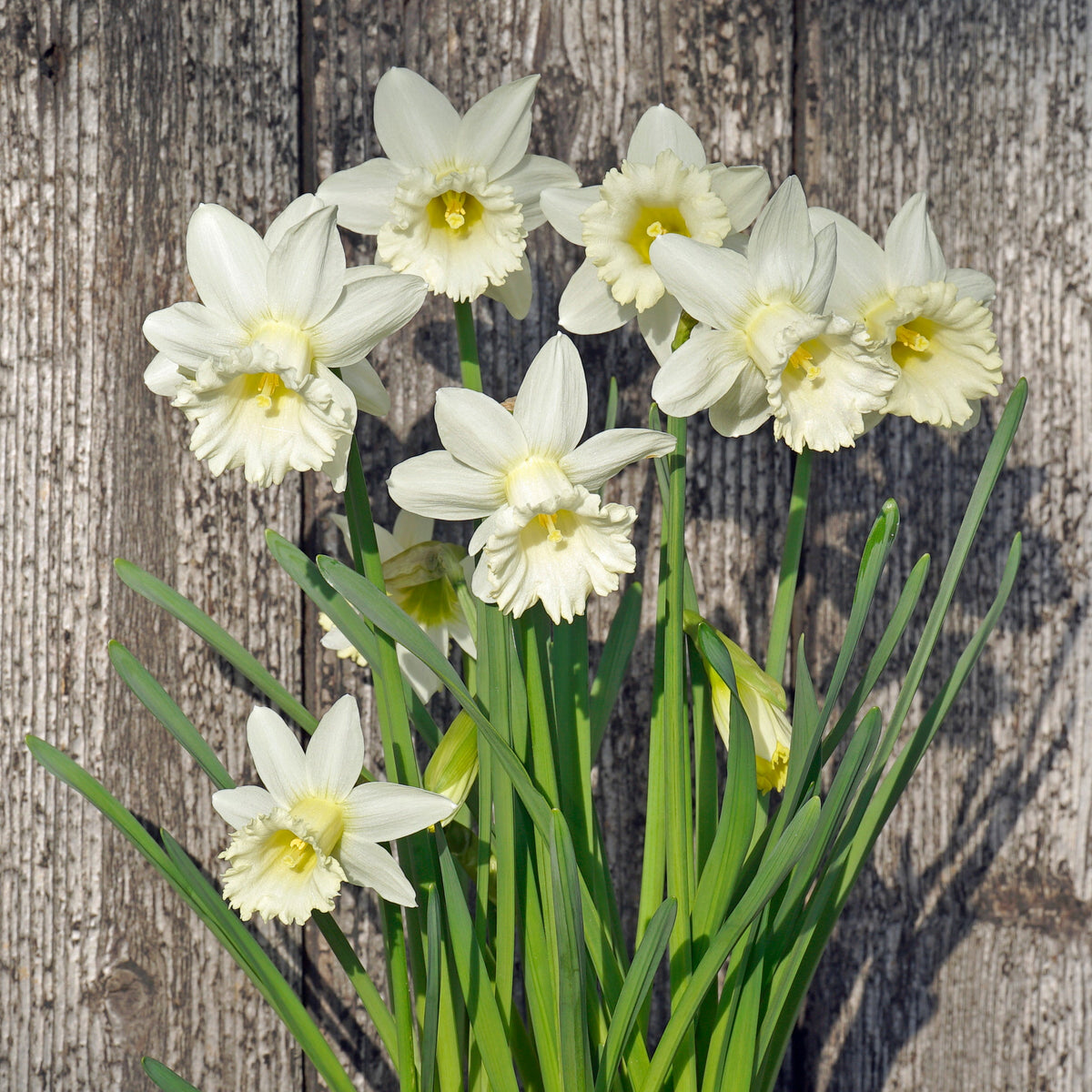 Flower Child - Special Narcissus - Fluwel