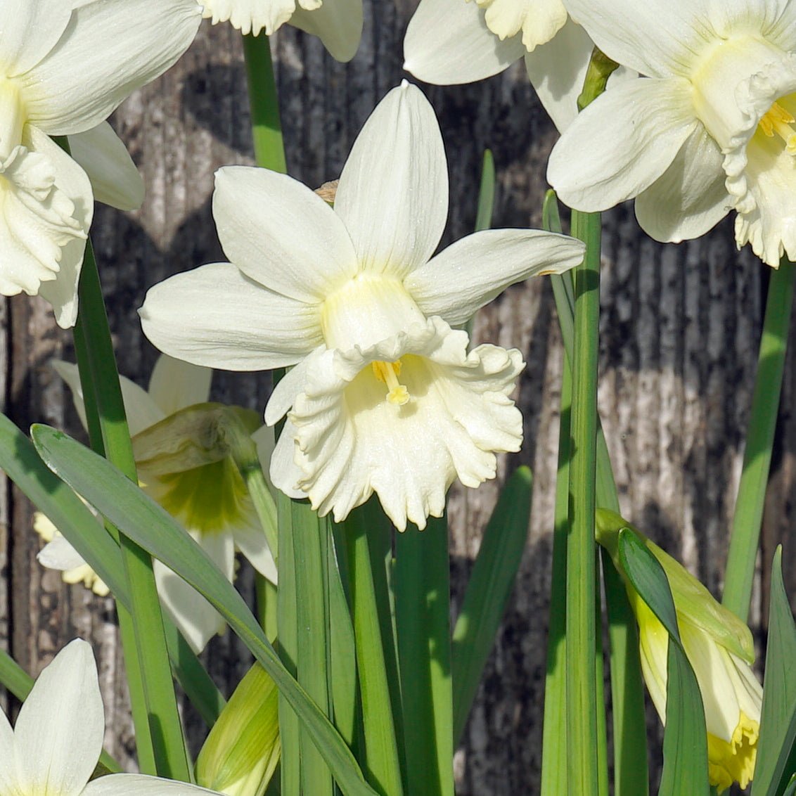Flower Child - Special Narcissus - Fluwel