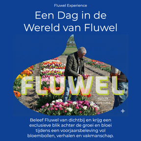 Fluwel Experience - Experience - Fluwel