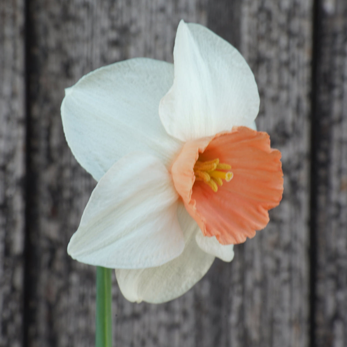 Foundling - Cyclamineus narcis - Fluwel