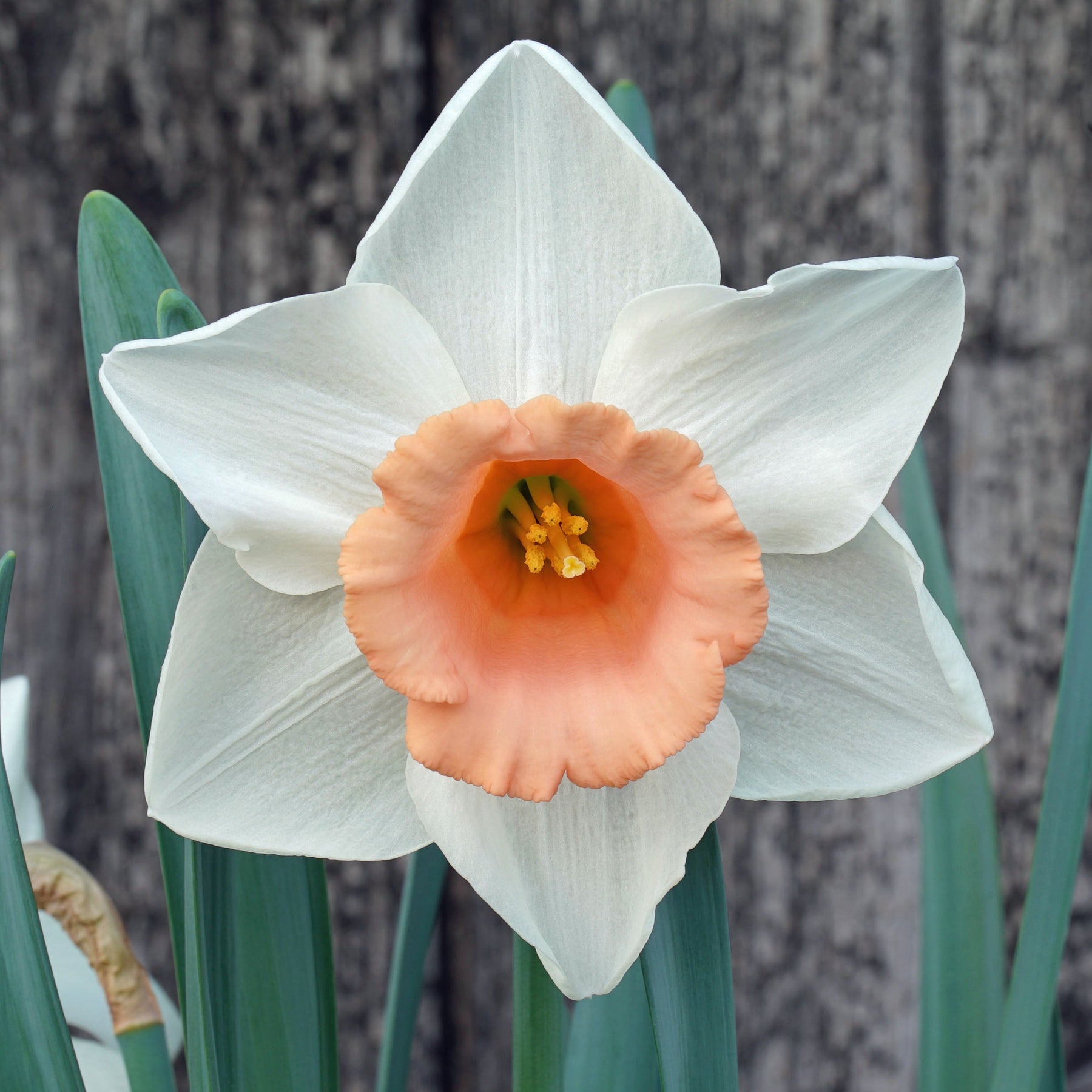 French Kiss - Special Narcissus - Fluwel