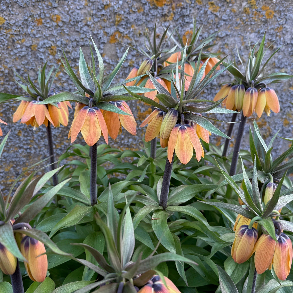 Fritillaria imperialis Paradise Beauty - Spring specialty bulbs - Fluwel