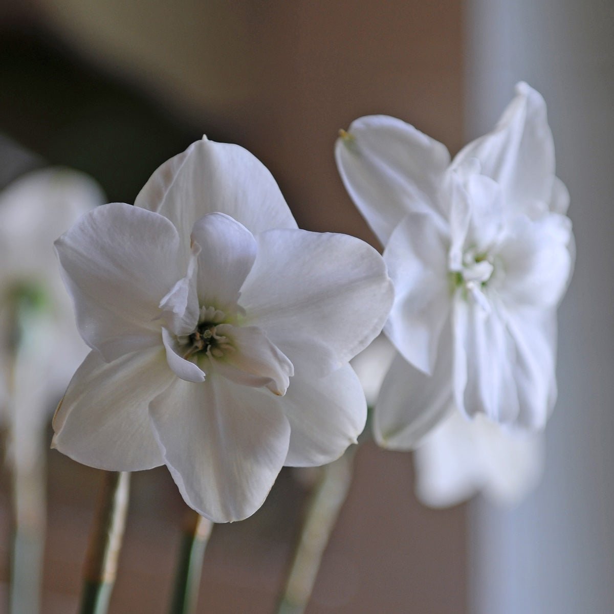 Frostbite - witte Double narcis - Fluwel