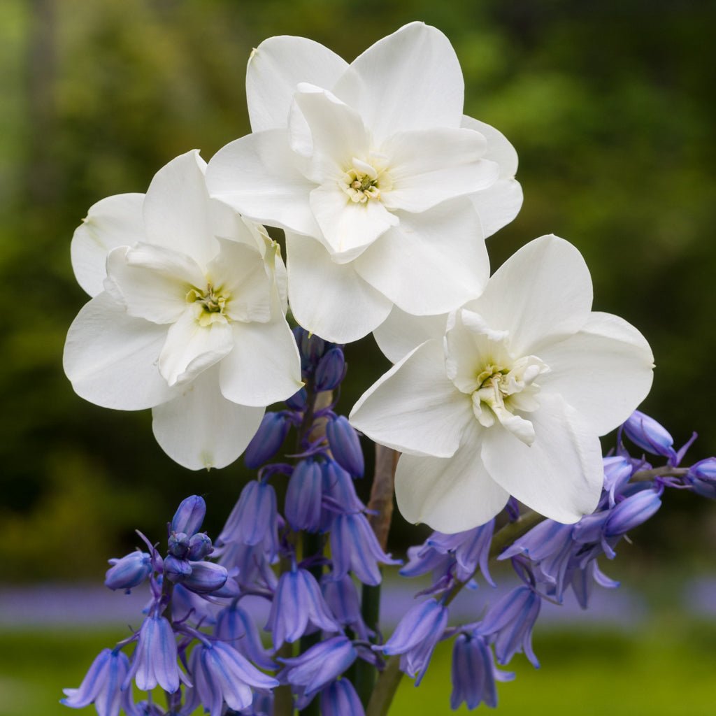 Frostbite - Narcissus - Fluwel