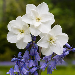 Frostbite - Narcissus - Fluwel