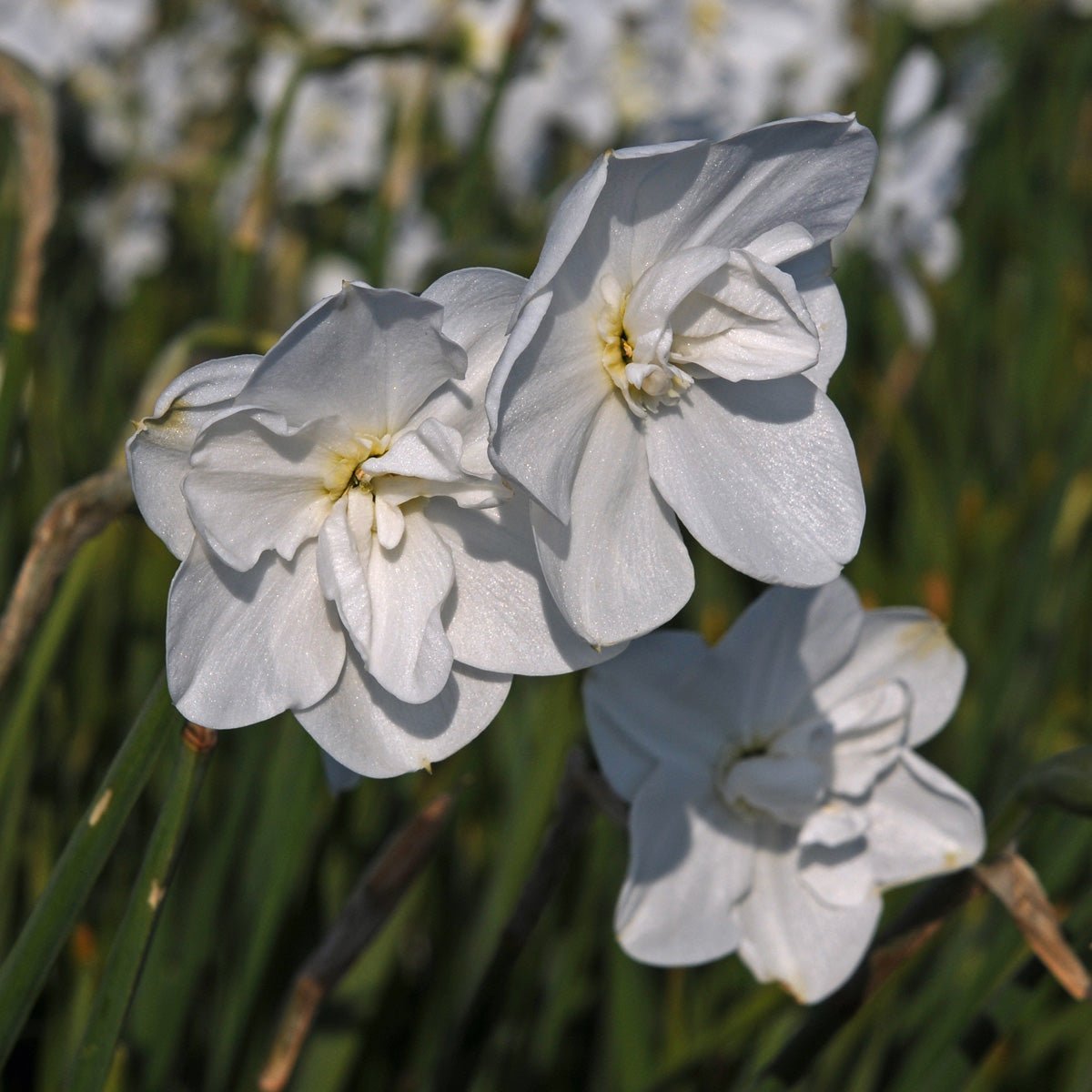 Frostbite - witte Double narcis - Fluwel