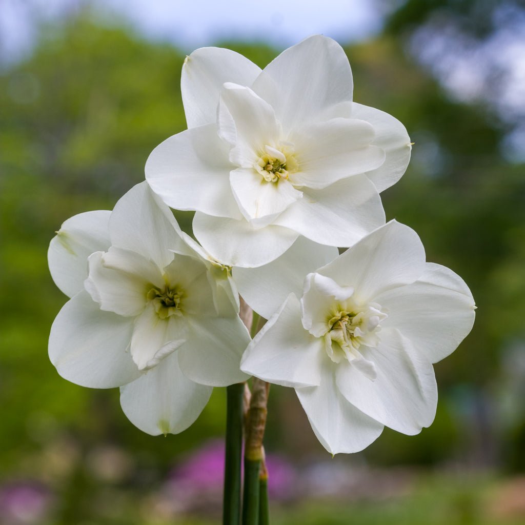 Frostbite - witte Double narcis - Fluwel