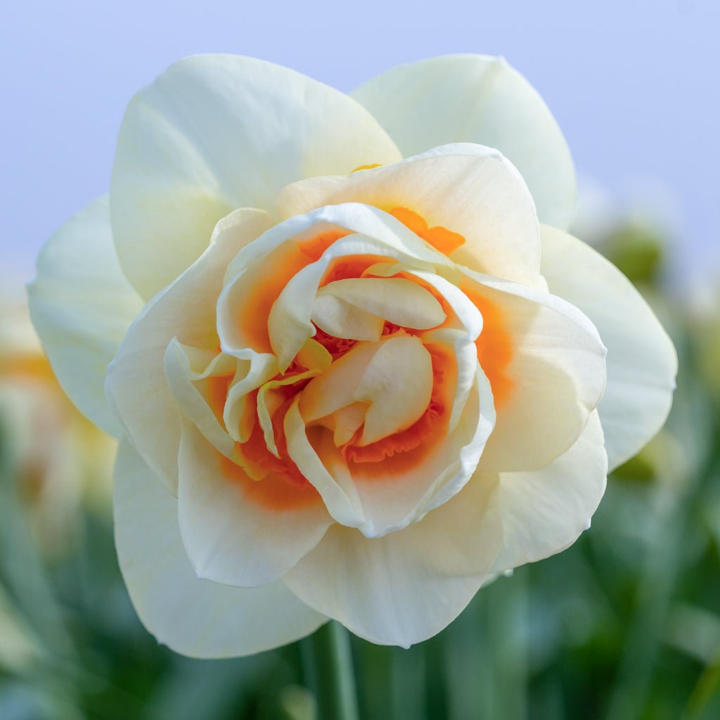 Gay Kybo - Special Narcissus - Fluwel