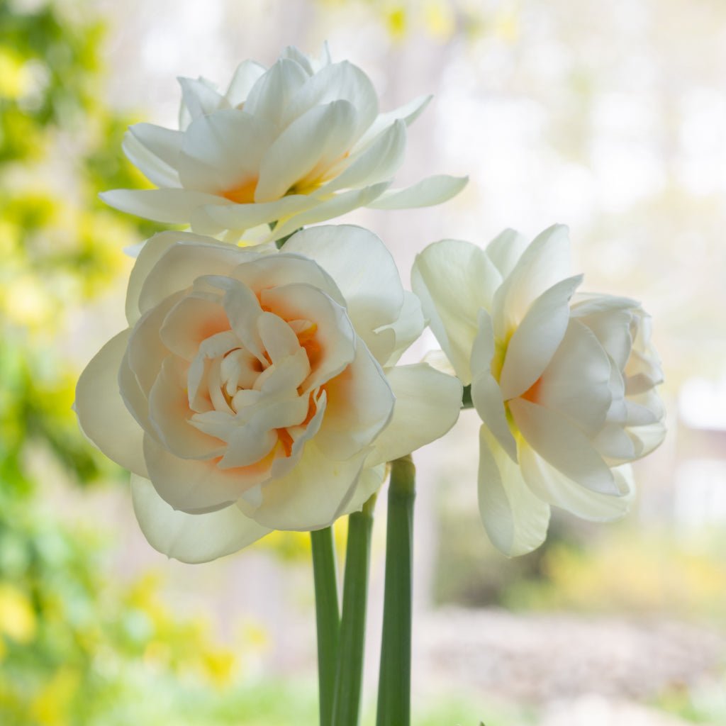 Gay Kybo - meerkleurige narcis - Fluwel