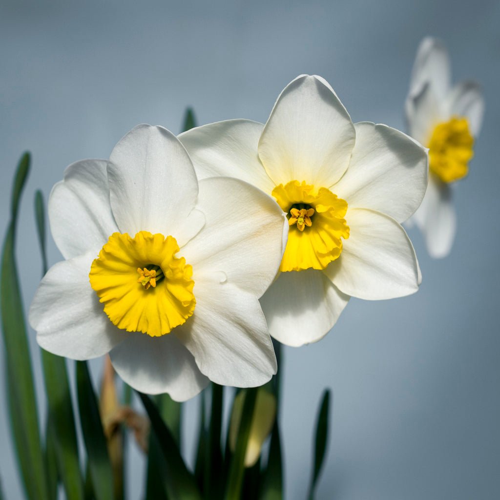 Ginto - Special Narcissus - Fluwel