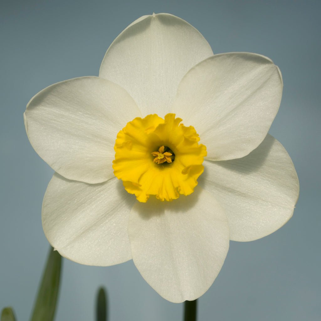 Ginto - Special Narcissus - Fluwel