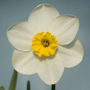Ginto - Special Narcissus - Fluwel