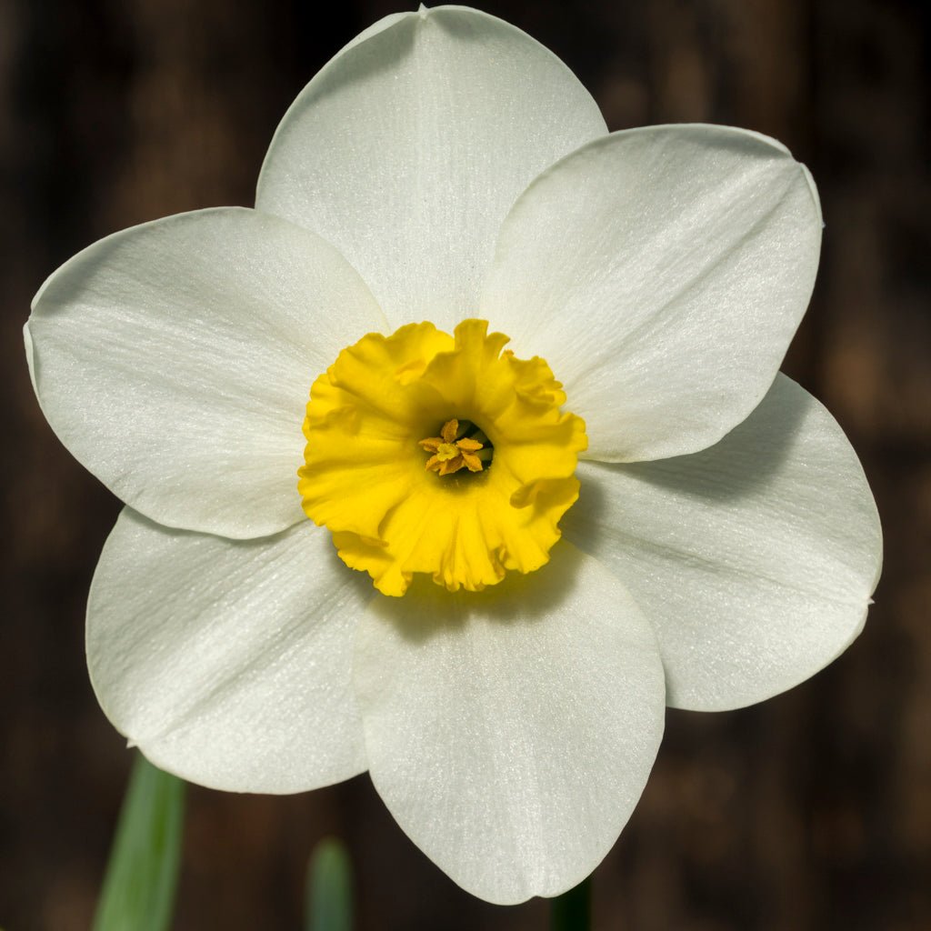 Ginto - Special Narcissus - Fluwel