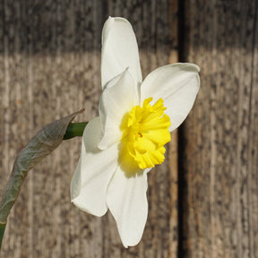 Ginto - Special Narcissus - Fluwel