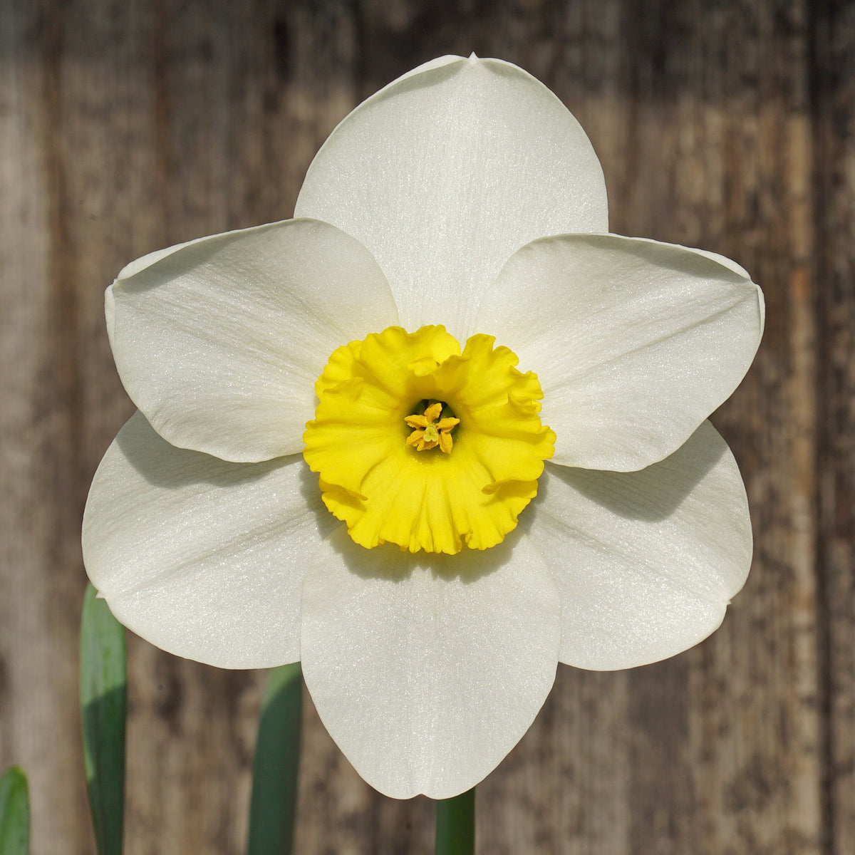 Ginto - Special Narcissus - Fluwel