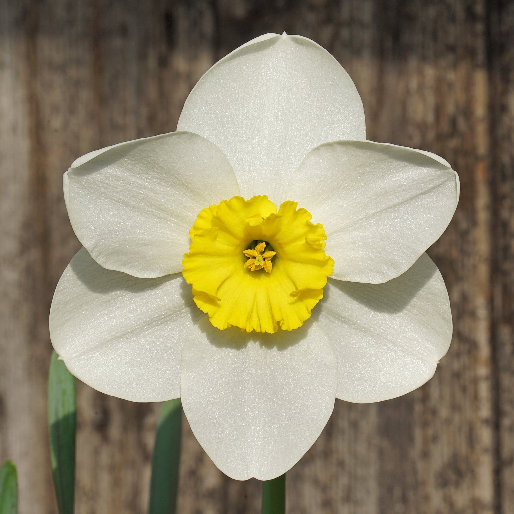 Ginto - Special Narcissus - Fluwel