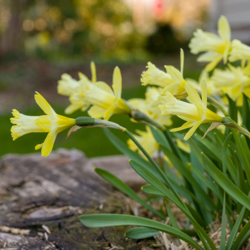 Gipsy Queen - gele Trumpet narcis - Fluwel