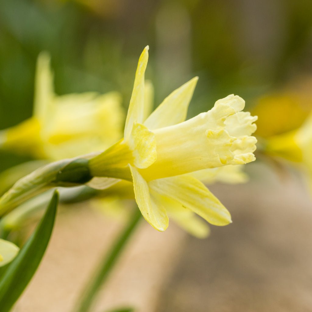 Gipsy Queen - gele Trumpet narcis - Fluwel