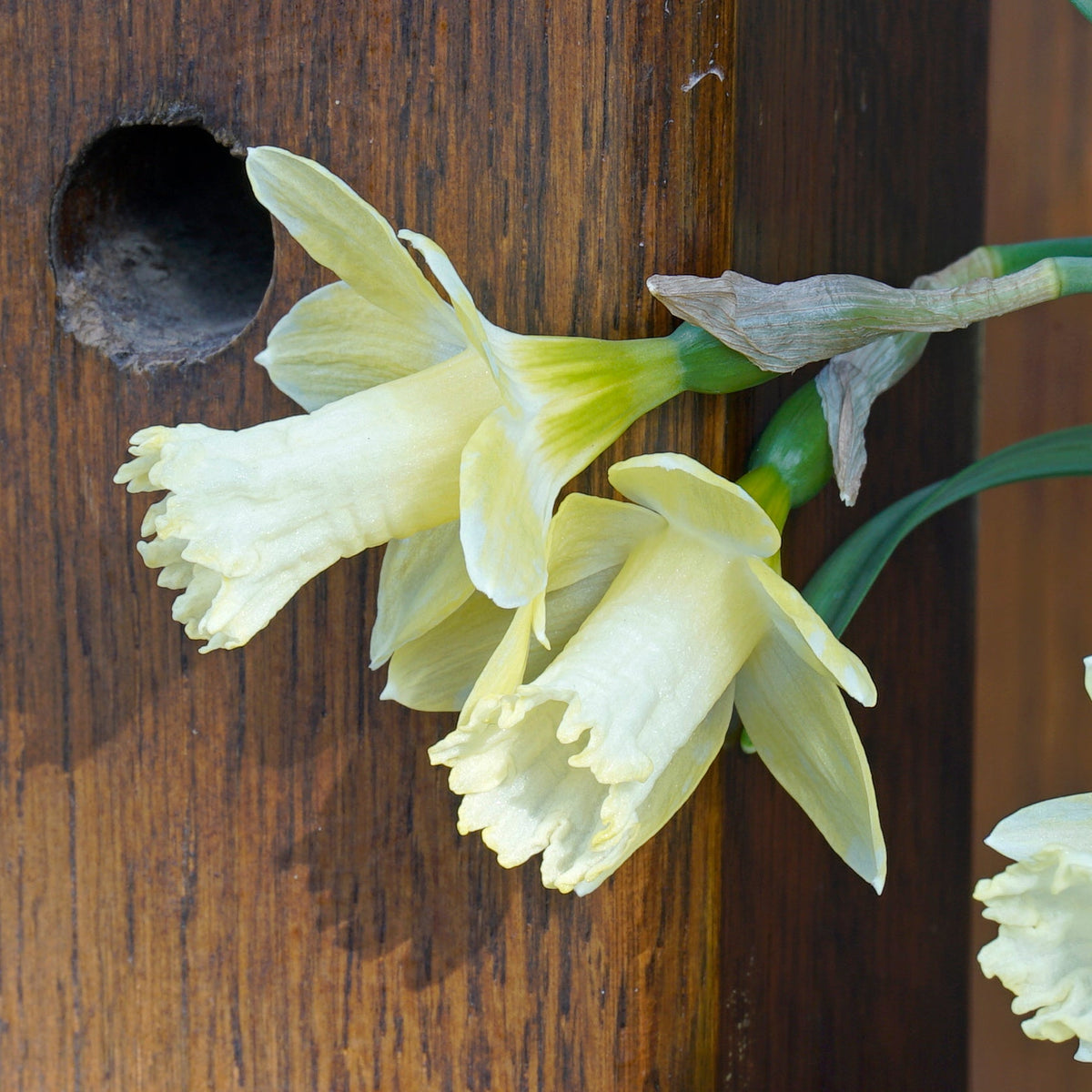 Gipsy Queen - gele Trumpet narcis - Fluwel