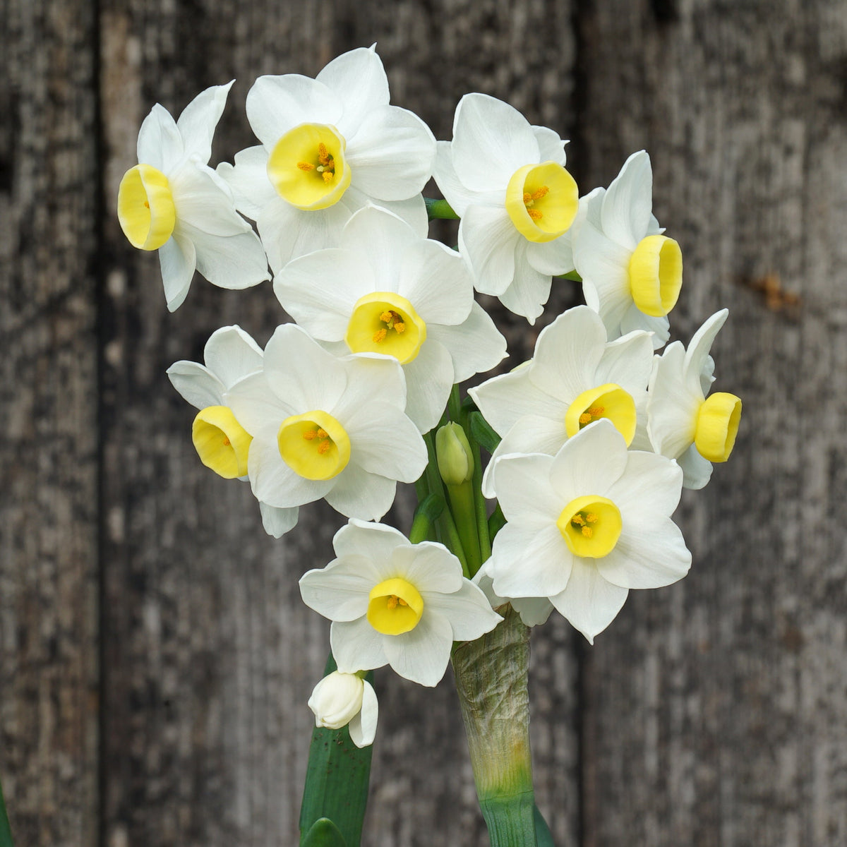 Girls Night - wit-gele Tazetta narcis - Fluwel