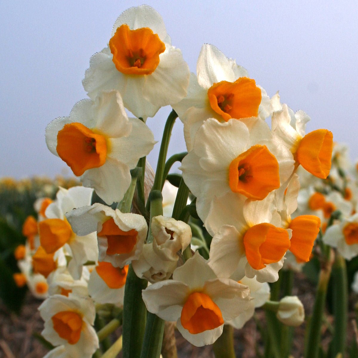 Gloriosus - Narcissus - Fluwel