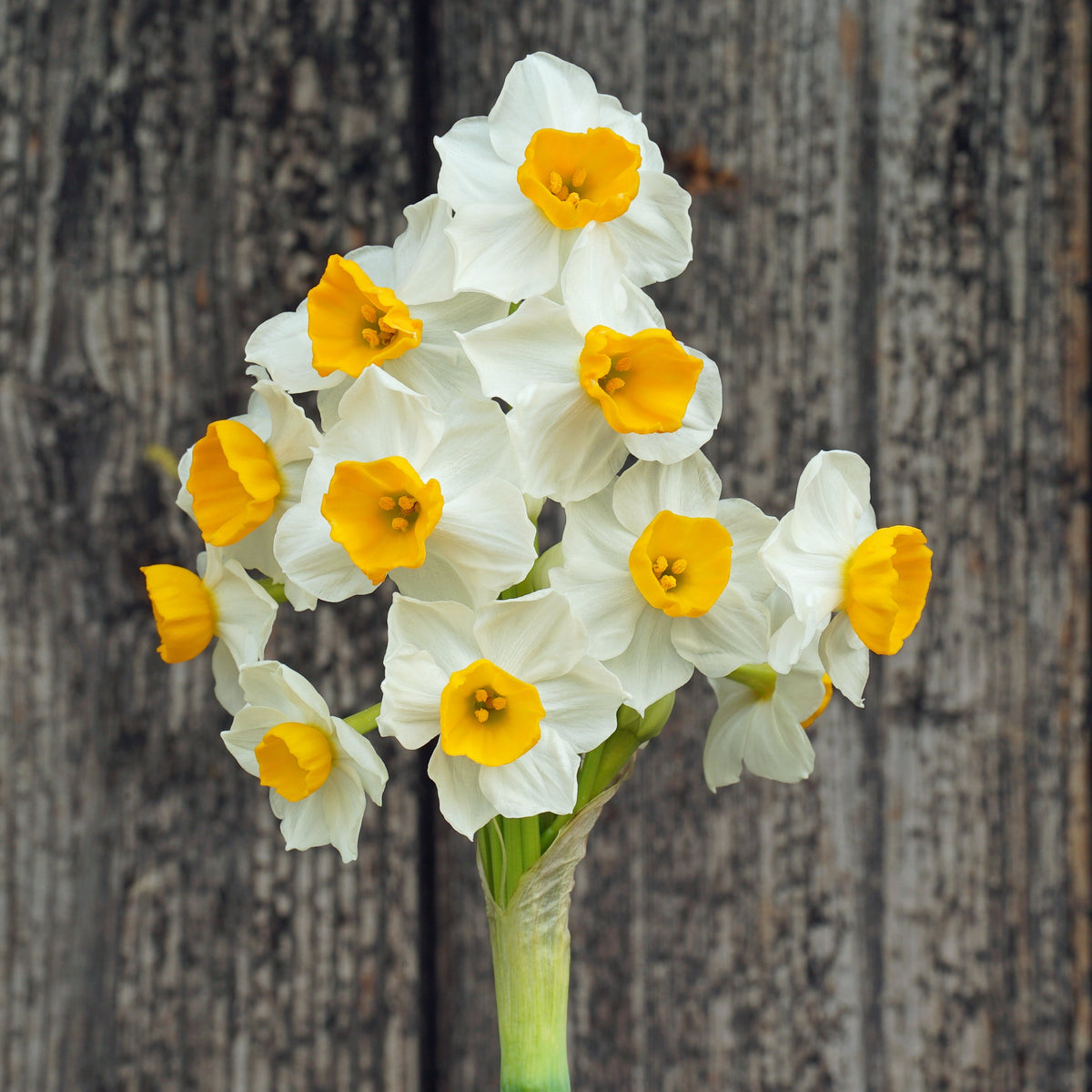 Gloriosus - Narcissus - Fluwel