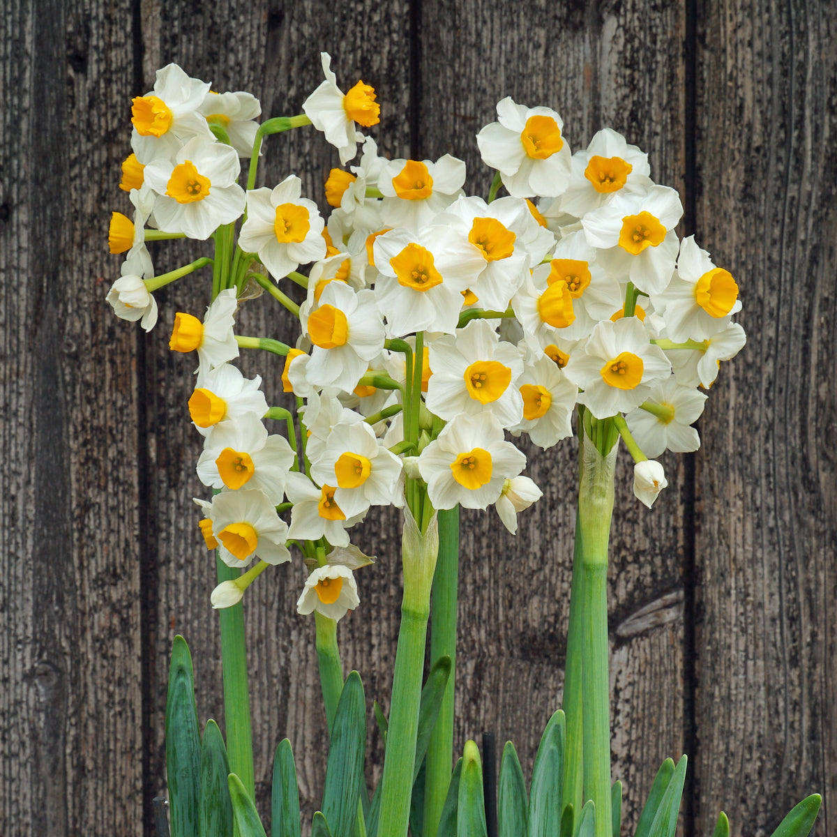 Gloriosus - wit-oranje-rode Tazetta narcis - Fluwel