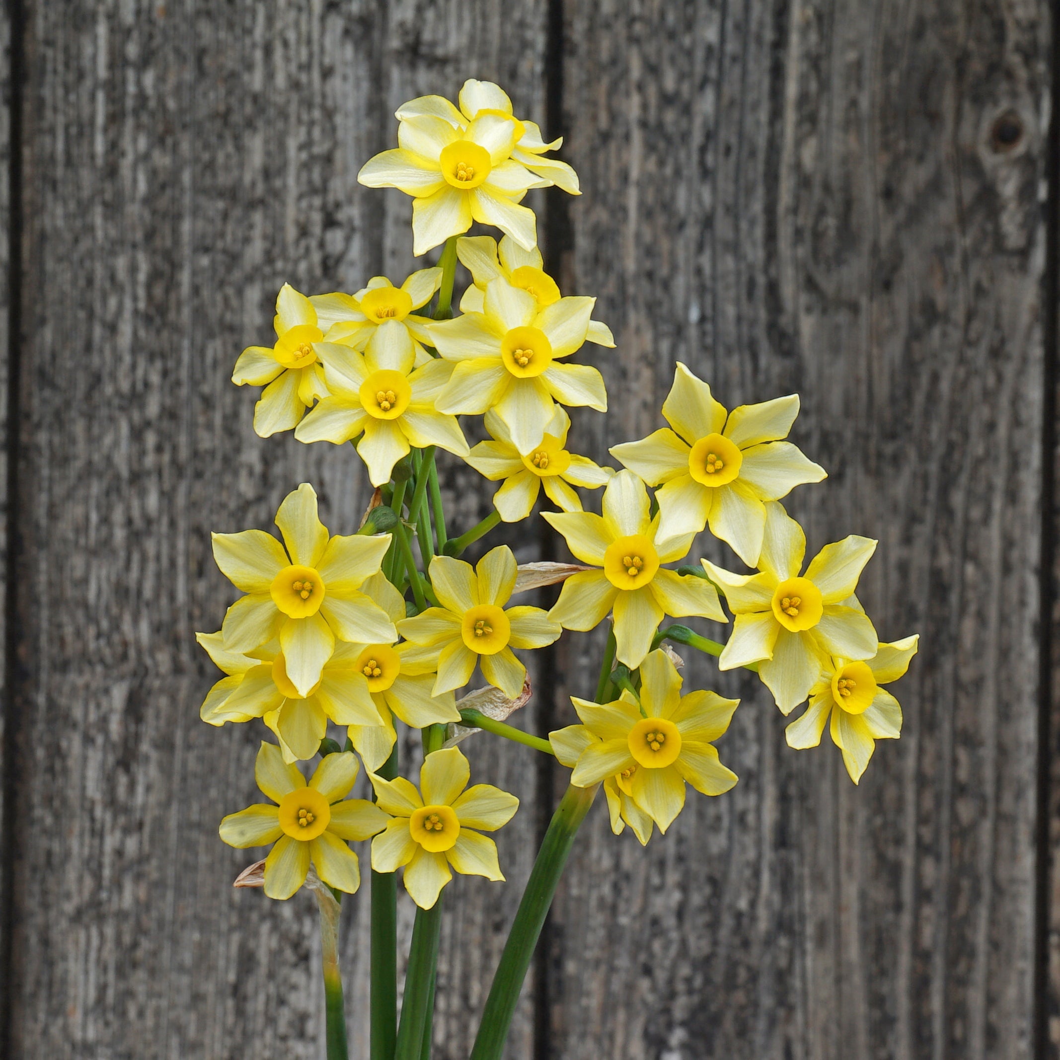 Gold and Silver - Special Narcissus - Fluwel