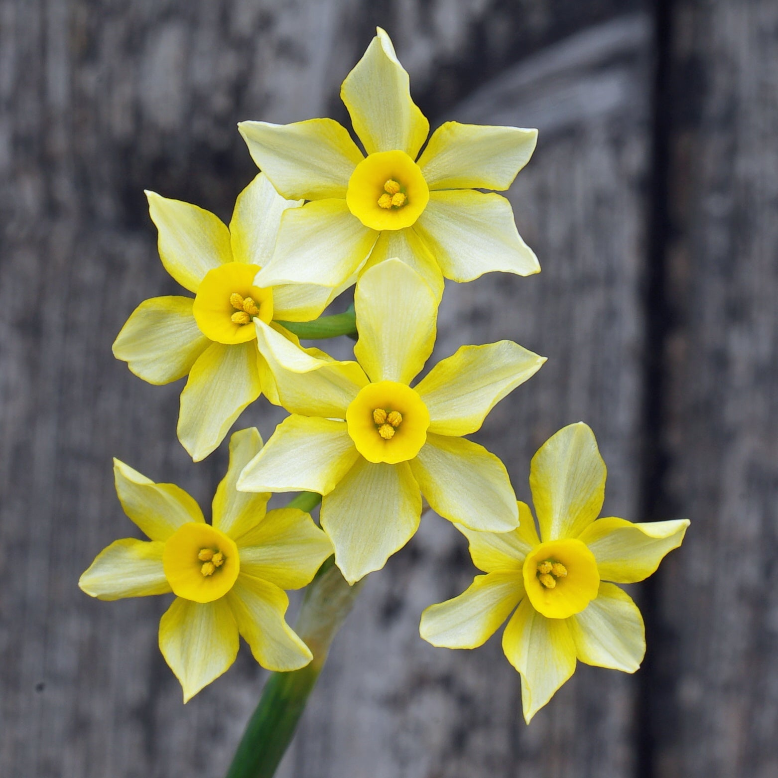 Gold and Silver - Special Narcissus - Fluwel
